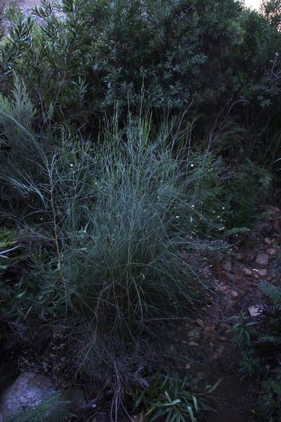 Psoralea ramulosa, photographed by Tony Rebelo
