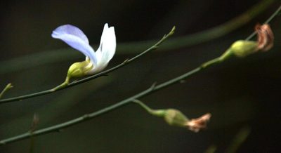 Psoralea ramulosa, photographed by Tony Rebelo