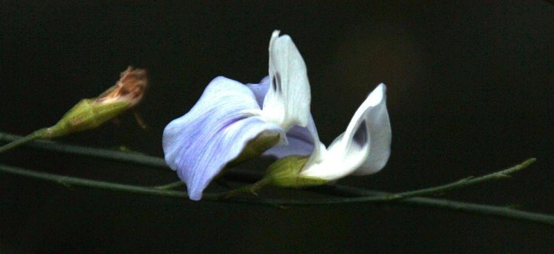Psoralea ramulosa, photographed by Tony Rebelo
