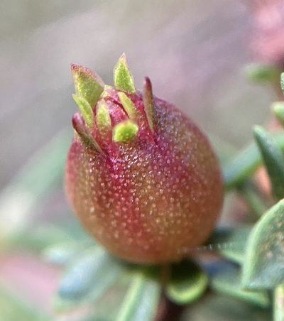 Taxandria parviceps, photographed by pimelea