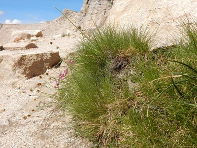 Carex illota, photographed by Matt Lavin