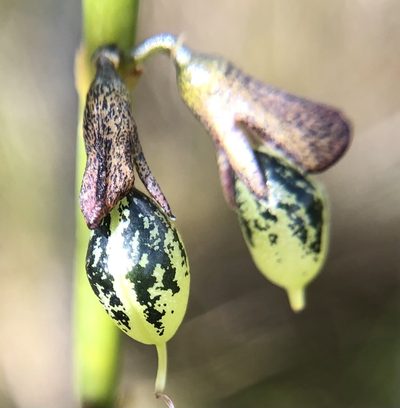 Sphaerolobium rostratum, photographed by dizzyurid