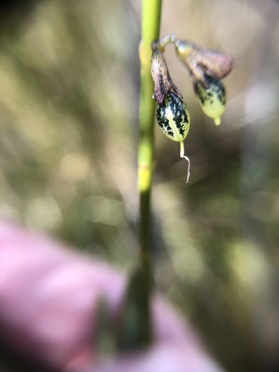 Sphaerolobium rostratum, photographed by dizzyurid