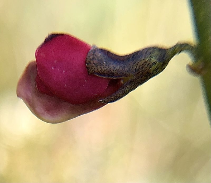 Sphaerolobium rostratum, photographed by dizzyurid