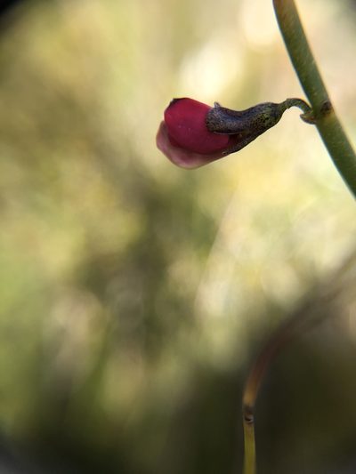 Sphaerolobium rostratum, photographed by dizzyurid