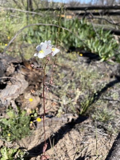 Nemesia leipoldtii, photographed by Matt Berger
