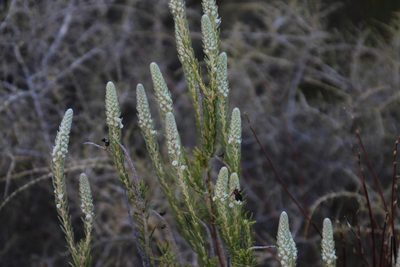 Phylica villosa, photographed by Tony Rebelo