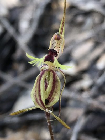 Caladenia plicata, photographed by dizzyurid