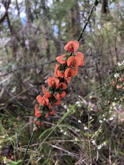 Sphaerolobium grandiflorum, photographed by dizzyurid