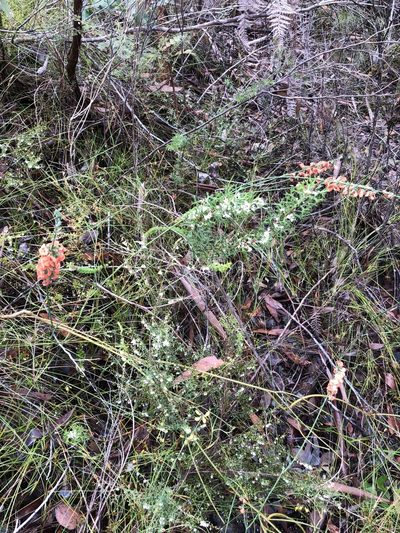 Sphaerolobium grandiflorum, photographed by dizzyurid