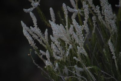 Phylica villosa, photographed by Tony Rebelo