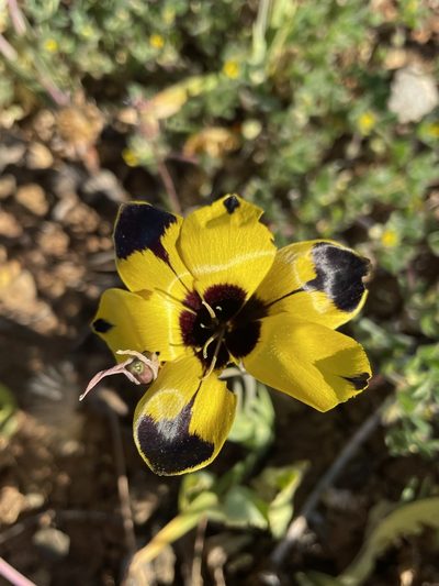 Hesperantha vaginata, photographed by Matt Berger