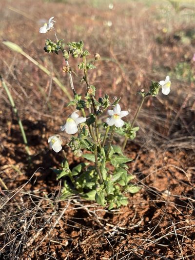 Nemesia leipoldtii, photographed by Matt Berger