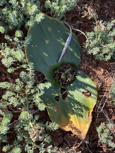 Daubenya capensis, photographed by Matt Berger