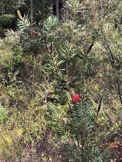 Melaleuca glauca, photographed by dizzyurid
