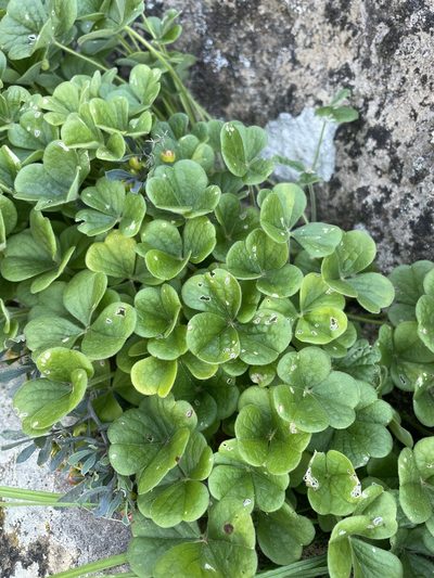 Oxalis lasiorhiza, photographed by Matt Berger
