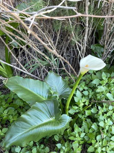 Zantedeschia odorata, photographed by Matt Berger