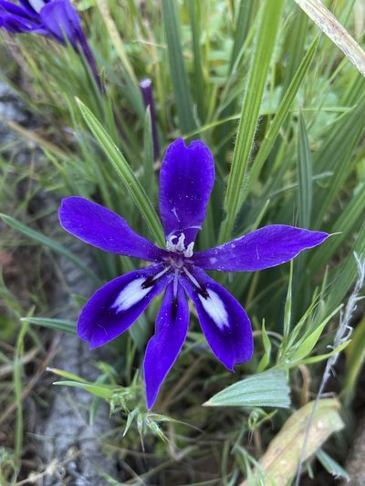 Babiana framesii, photographed by Matt Berger
