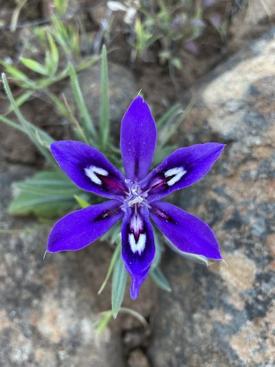 Babiana framesii, photographed by Matt Berger