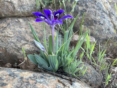 Babiana framesii, photographed by Matt Berger
