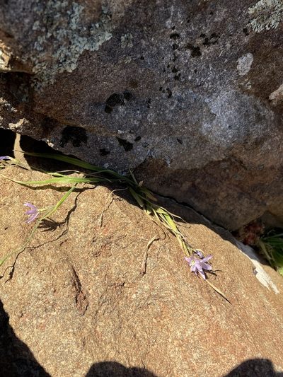 Geissorhiza inaequalis, photographed by Matt Berger