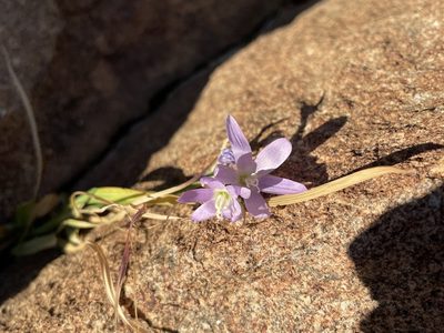 Geissorhiza inaequalis, photographed by Matt Berger