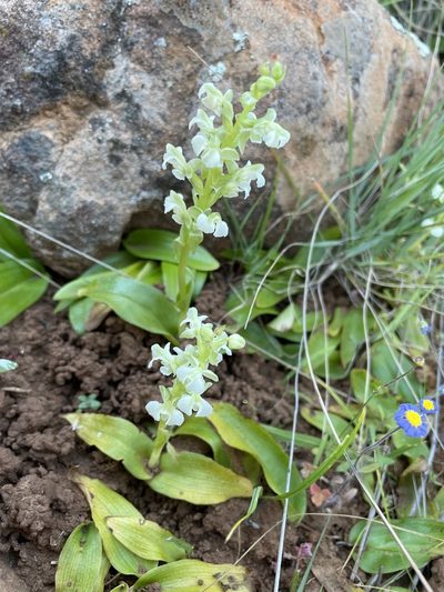 Pterygodium schelpei, photographed by Matt Berger