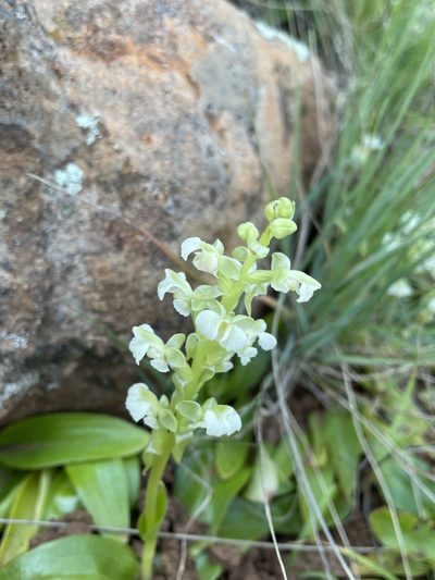Pterygodium schelpei, photographed by Matt Berger