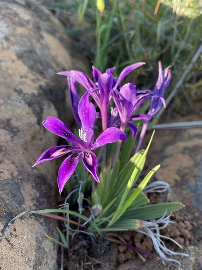 Babiana framesii, photographed by Matt Berger