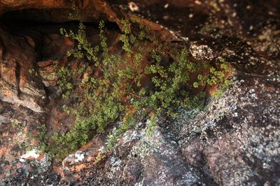 Cliffortia propinqua, photographed by Tony Rebelo