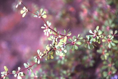 Cliffortia propinqua, photographed by Tony Rebelo