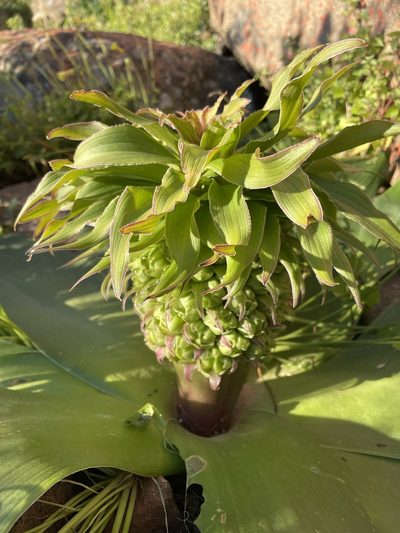 Eucomis regia, photographed by Matt Berger