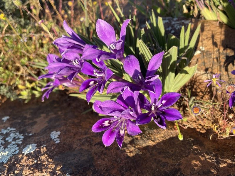 Babiana framesii, photographed by Matt Berger