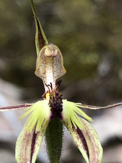 Caladenia plicata, photographed by dizzyurid