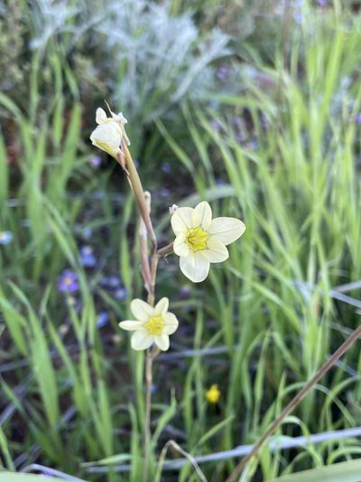 Moraea fragrans, photographed by Matt Berger