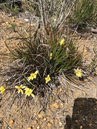 Conostylis setigera, photographed by dizzyurid