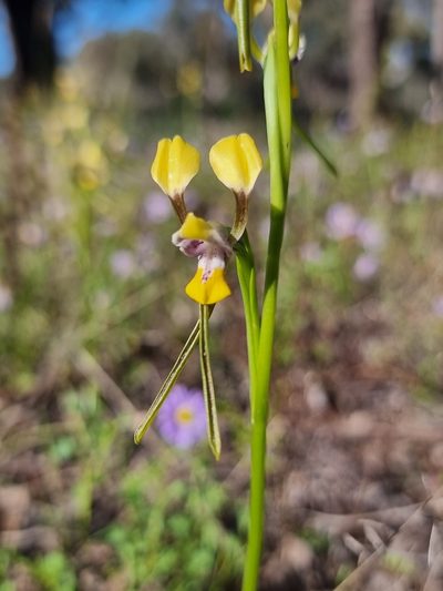Diuris tricolor, photographed by Richard Dimon