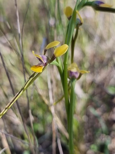Diuris tricolor, photographed by Richard Dimon