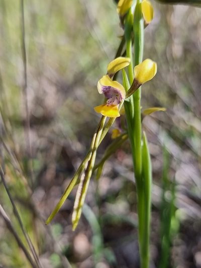 Diuris tricolor, photographed by Richard Dimon