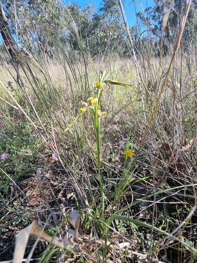 Diuris tricolor, photographed by Richard Dimon