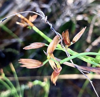 Anarthria prolifera, photographed by pimelea