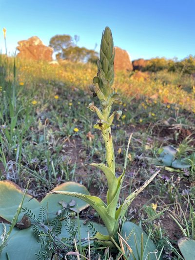 Pterygodium hallii, photographed by Matt Berger