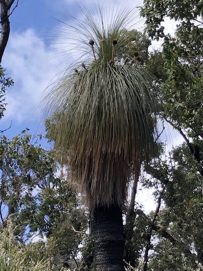 Kingia australis, photographed by dizzyurid