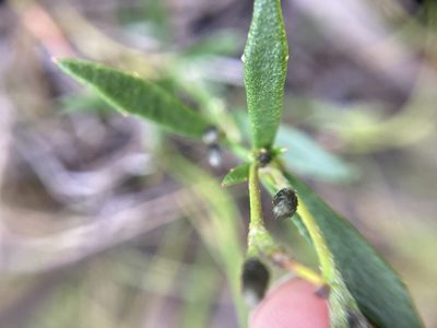 Dampiera linearis, photographed by pimelea