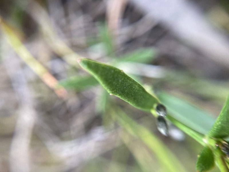 Dampiera linearis, photographed by pimelea