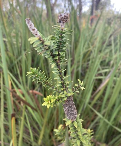 Melaleuca sparsa, photographed by pimelea