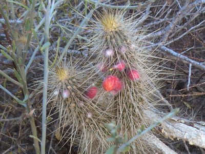Cleistocactus baumannii, photographed by Jose Luis Navarro