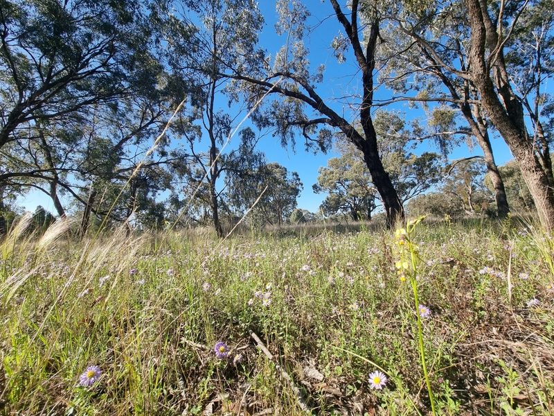 Diuris tricolor, photographed by Richard Dimon