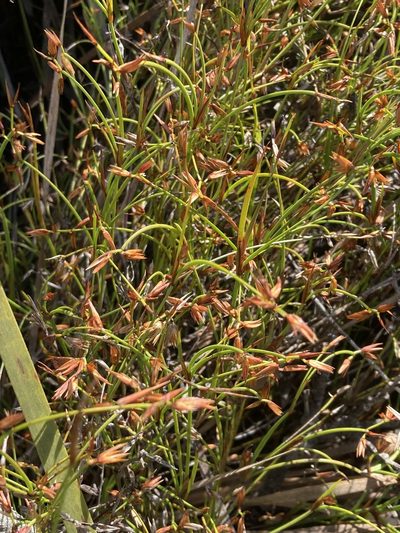 Anarthria prolifera, photographed by pimelea