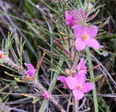 Boronia stricta, photographed by dizzyurid